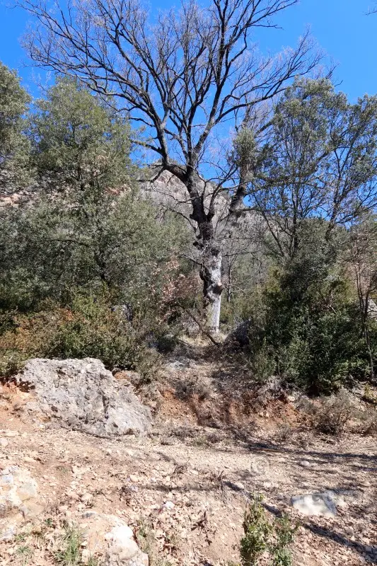 Torrent del Cingle Roig o Cap de Balç