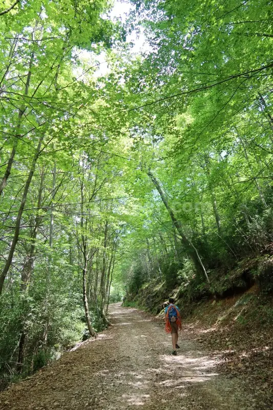 Barranc del Coll de Sant Ramon