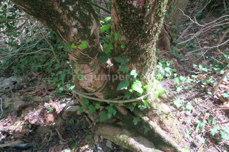 Sallent de Pibernat Falgars d’en Bas, Girona