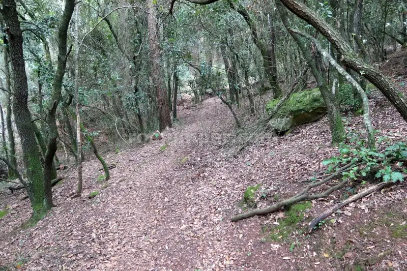 Barrancs Els Sots Feréstecs de Montmany