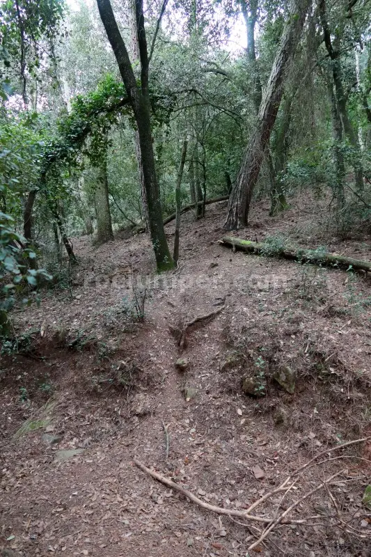 Barrancs Els Sots Feréstecs de Montmany