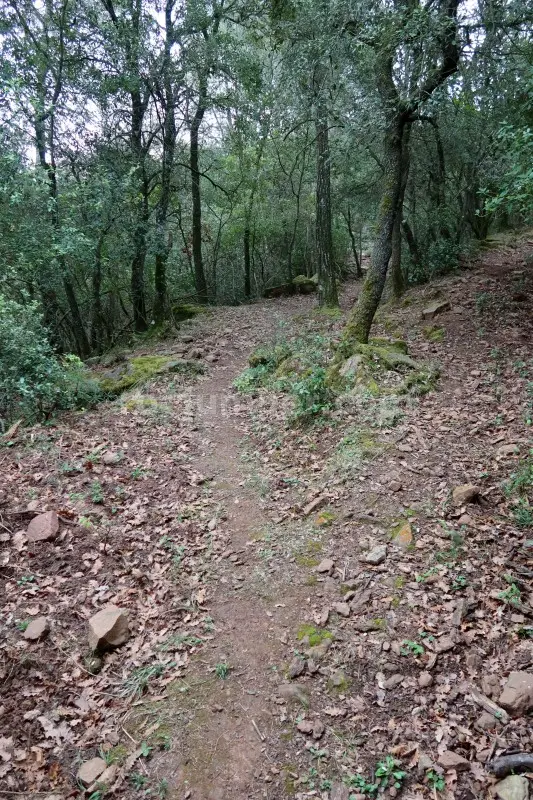 Barrancs Els Sots Feréstecs de Montmany
