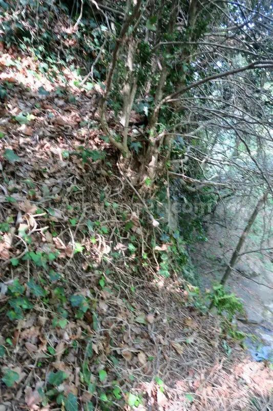 Torrent de la Cua d’Euga Falgars d’en Bas, Girona