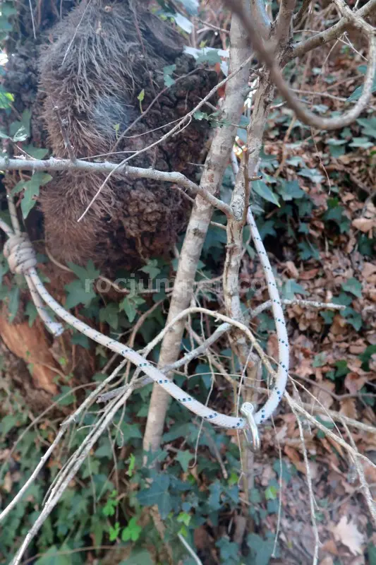 Torrent de la Cua d’Euga Falgars d’en Bas, Girona