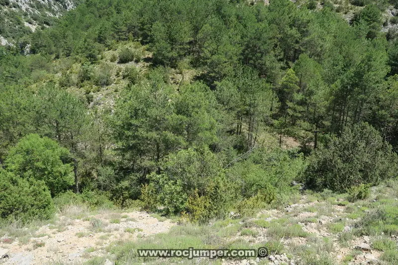 Torrent de les Tines o Clot de les Tines