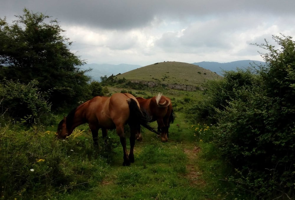 El Codó