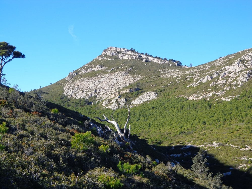 La Coscollosa